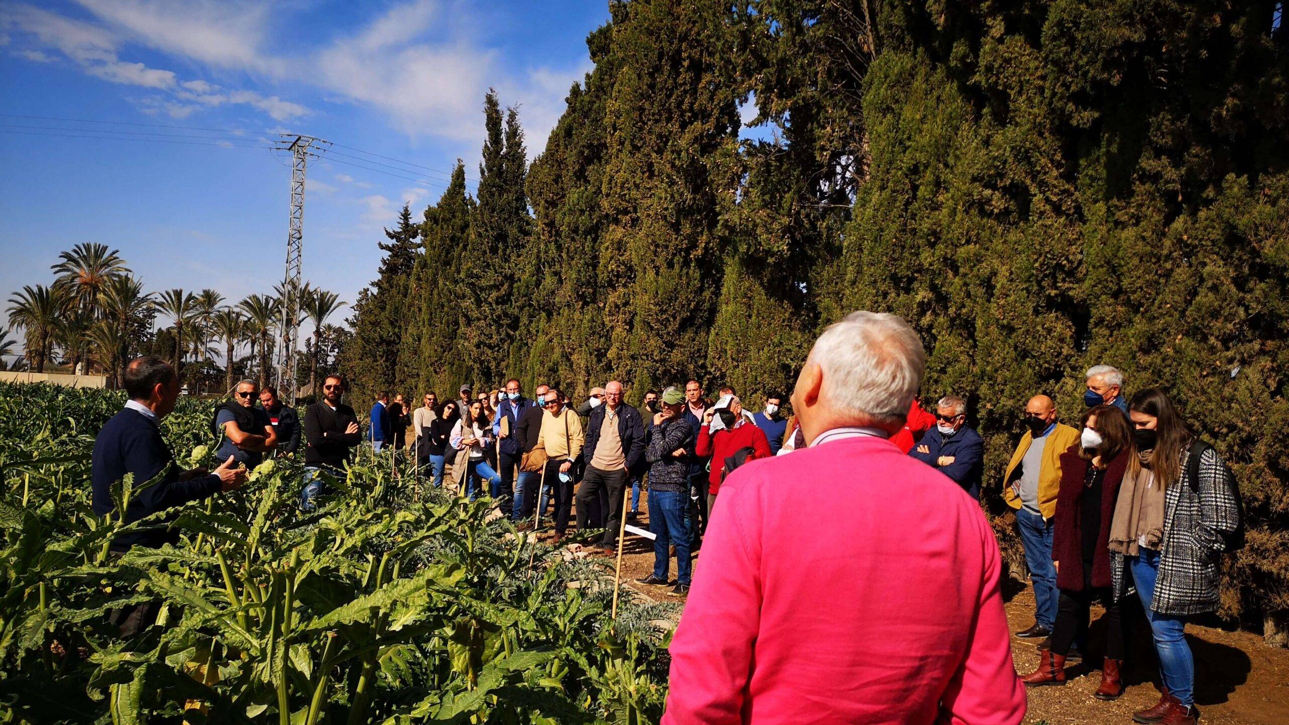 Alcachofa 1 IMG_20220224_114857 (2) (1) c|alcachofa 2 (1) c